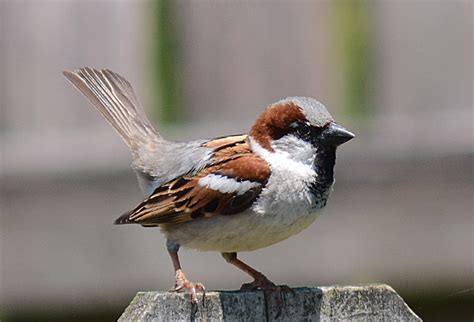 House Sparrows Dance Birdnote