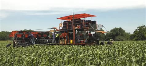 Friday Feature Sw Georgia Sweet Corn Harvest Panhandle Agriculture