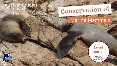 Conservation Of Marine Mammals 03112022 Field Studies Council