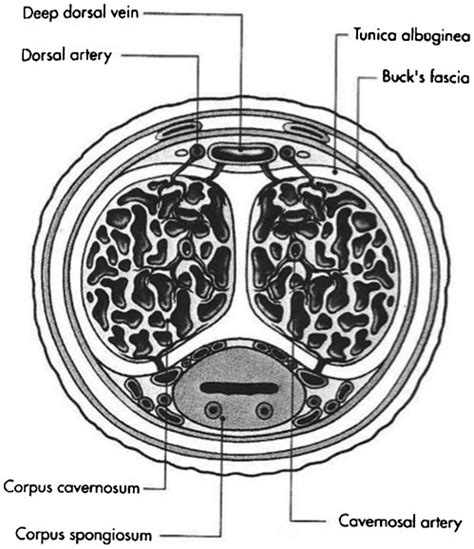 Diagrammatic Representation Of Cross Section Through The Penis Showing Download Scientific