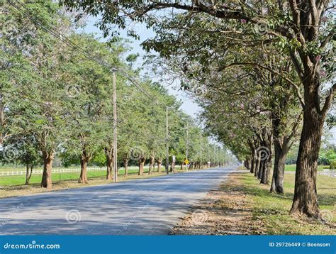 Road Along With Trees Royalty Free Stock Images Image 29726449