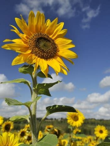 Cara menanam bunga matahari tidaklah sulit. Cara Menanam Bunga Matahari yang Benar - BibitBunga.com