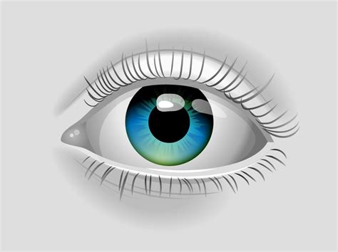 Realistic Vector Eye Vector Art And Graphics