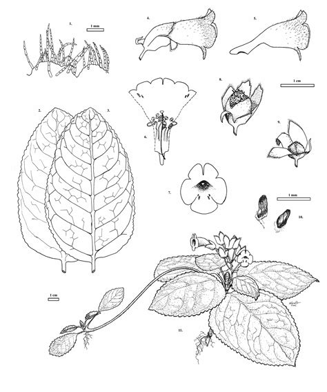 Biology Drawing At Getdrawings Free Download