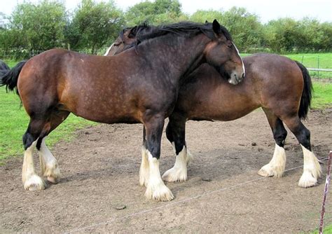 The Shire Horse Learn About Horses