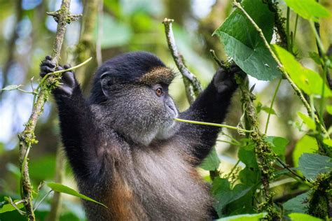 Comparing Golden Monkeys And Gorillas Dian Fossey