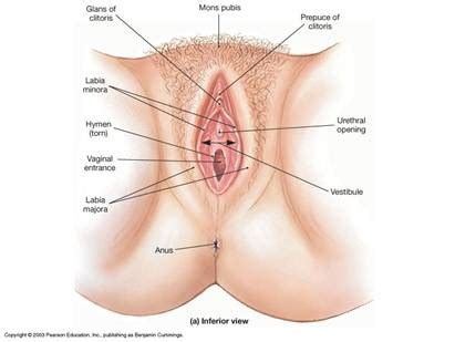 Anatomi Dan Fisiologi Sistem Reproduksi Wanita Asuhan Kebidanan Hot Sex Picture