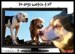 Answer a few quick questions to see your perfect matches on petfinder. Dogs & Cats & TV & A Tails Untold Personalized Pet Book ...