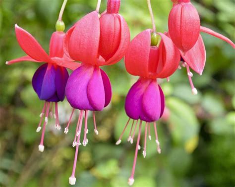 How To Care For Fuchsia Plants Hunker
