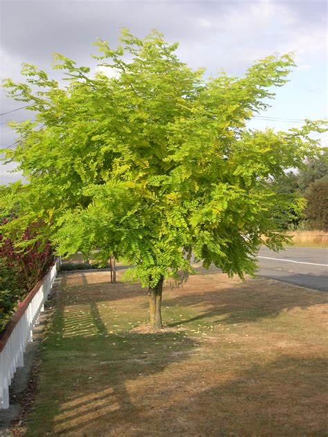 Robinia frisia