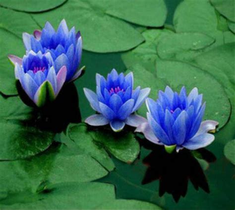 Jual 3pcs Mini Teratai Biru Blue Mini Water Lily Di Lapak Kesayangan