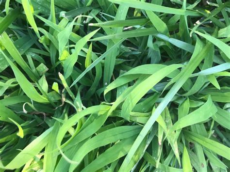 Tall Fescue Or Crabgrass Northern Virginia 7a