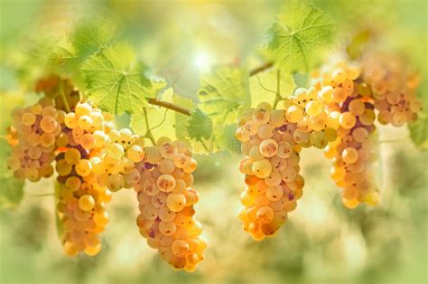 Grape Riesling In Vineyard Taste And Color Of Grape Like Honey Stock