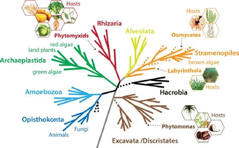 A Schematic Current Eukaryotic Tree Of Life Indicating The Phylogenetic