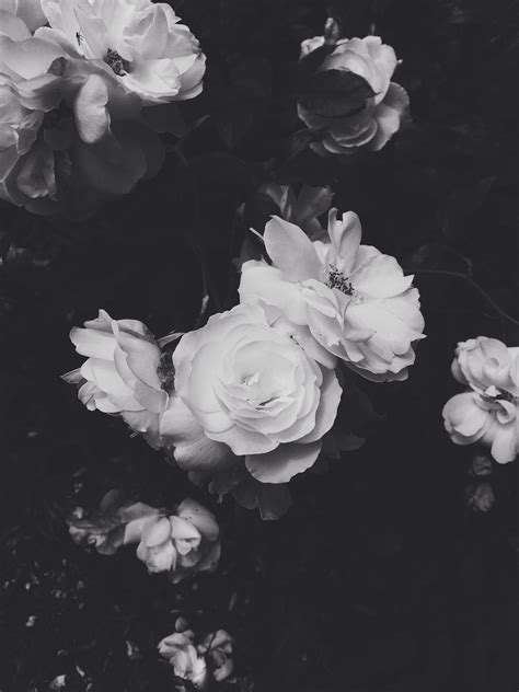 Black And White Aesthetic Flowers References Mdqahtani
