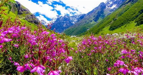 Valley Of Flowers National Park Tour Indian Wildlife Tour