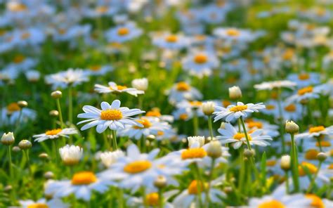 White Daisies Meadow Summer Nature Flowers Wallpaper Flowers