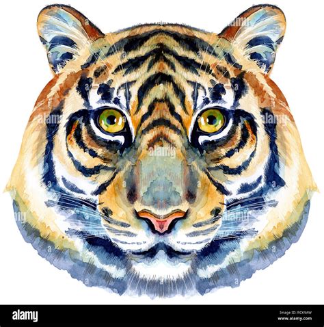 Tiger Head Painting Hi Res Stock Photography And Images Alamy