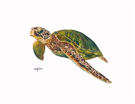 Sea Turtle Print 8x10 Colored Pencil Sea Turtle Art Print Sea