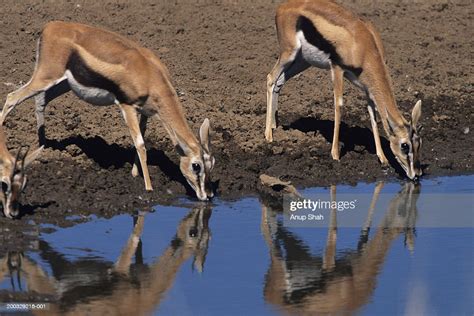 Two Thomsons Gazelles Standing On Shore Drinking At Water Hole High Res