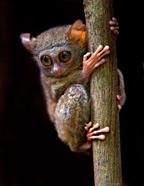 Tarsier Worlds Smallest Primate Animals Beautiful Cute Animals