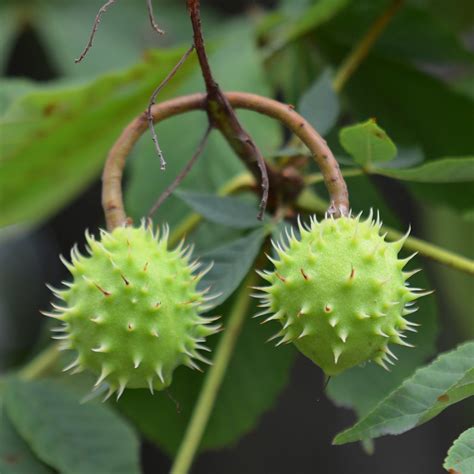 Spiky Balls Conkers Chestnuts Tom Magliery Flickr