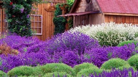 25 Amazing Lavender Landscape Ideas To Make Your Garden More Colorful