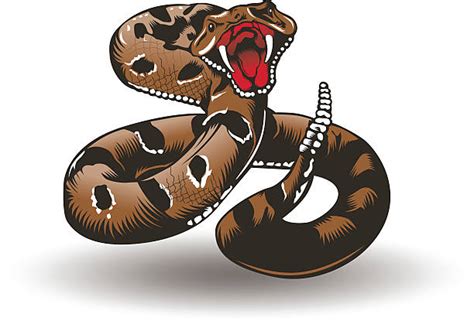 Rattlesnake Illustrations Royalty Free Vector Graphics And Clip Art Istock