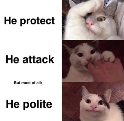 The Amazing And Wonderful Phenomenon Of Polite Cat The