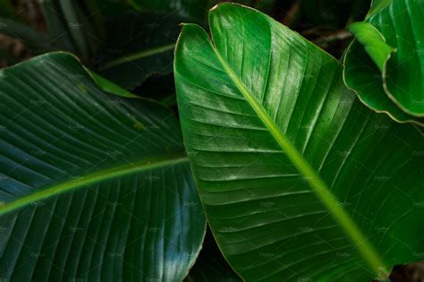 Banana Leaves Background High Quality Nature Stock Photos ~ Creative