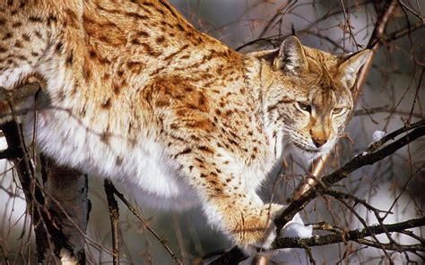 More images for lynx » Eurasian lynx