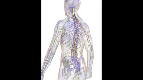 6 Cours d anatomie Colonne vertébrale Système nerveux central