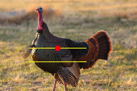 Turkey Hunting With A Bow