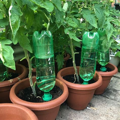Watering Tomato Plants In Pots While On Vacation Ultimate Guide