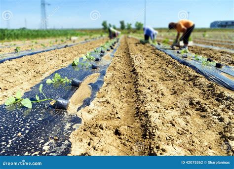 Workers Planting Tree Seedlings Stock Photo Image Of People Laborer