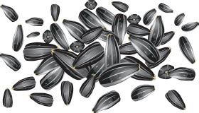 Download Sunflower Clipart Sunflower Seed - Sunflower Seeds Vector ...