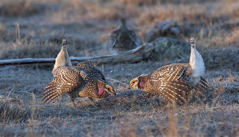 Sharp Tailed Grouse Conservation Northwest Protecting Connecting