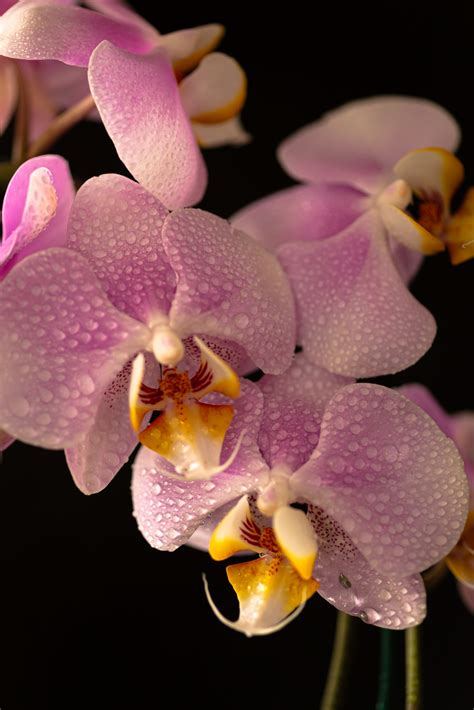 Orchids Davids