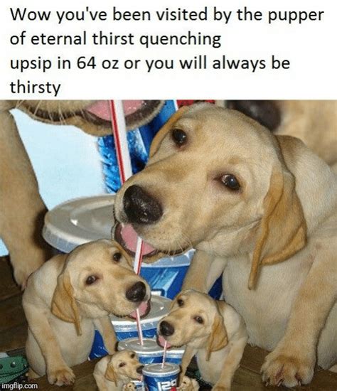 Pupper Of Eternal Thirst Quenching Imgflip