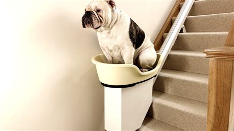 Dog Stair Lift Dog Choices