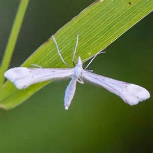 White Flying Insect Gillmeria Albertae Bugguidenet