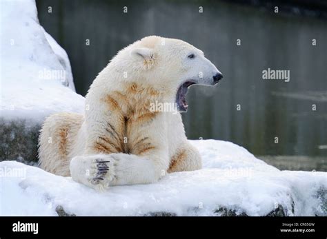 Polar Bear Ursus Maritimus Knut Berlin Zoo Germany Europe Stock