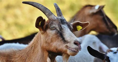Different Breeds Of Goats Live Stock Goat Breeds Of Goat A Few Breeds Are Relatively Colorful