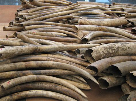 Hong Kong Will Ban The Trade In Ivory Clean Malaysia