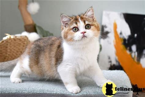 British Shorthair Kitten For Sale Norcal Calico Girl Near Sacramento 1
