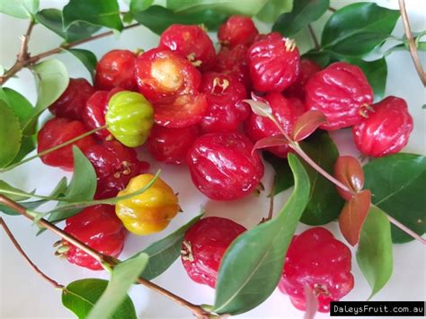 Buy Brazilian Cherry Fruit Tree Eugenia Uniflora