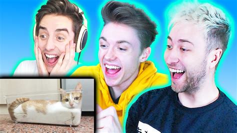 Cat funny videos humor, memes, juju, vines, funny video, funniest video ever you will die of laughter, funny animal videos 2017, youtubers react, etc. THE PALS TRY NOT TO LAUGH! (The Pals React to Funny Videos ...