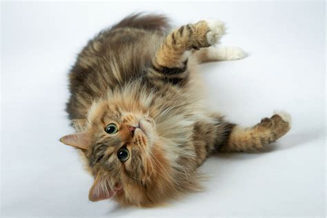 Long Haired Tiger Cat