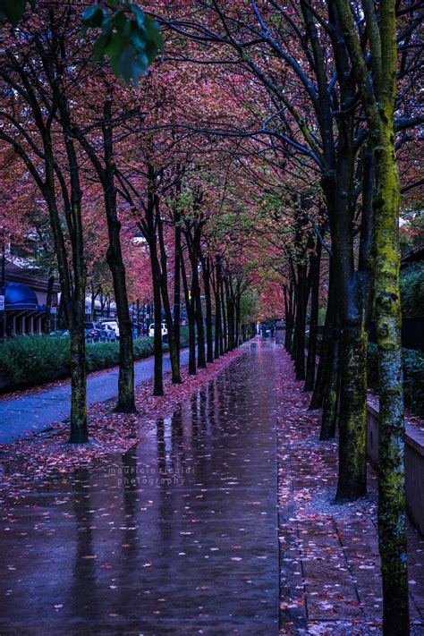 Raining Days Autumn Rain Nature Photography Scenery