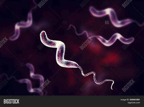 Campylobacter Bacteria C Jejuni C Fetus Gram Negative S Shaped